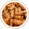 Curcuma