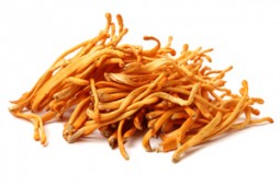 Le Cordyceps