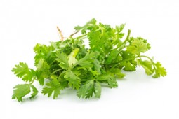 La Coriandre