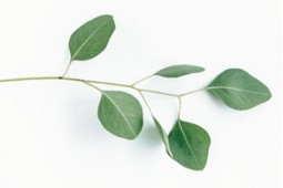 L'Eucalyptus