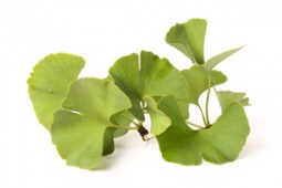 Le Ginkgo biloba
