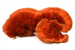 Le Reishi