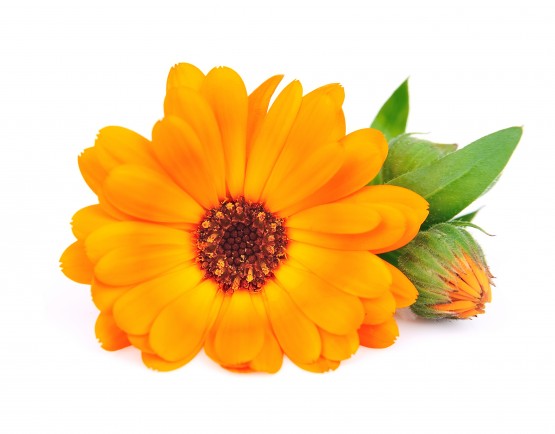 Calendula