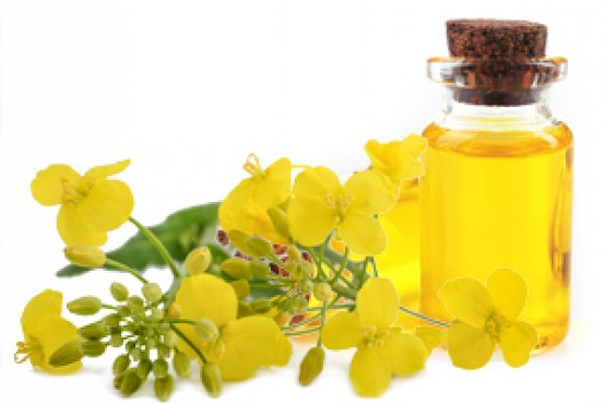 L'Huile de colza : origine, propriétés et bienfaits | LABORATOIRES YVES ...
